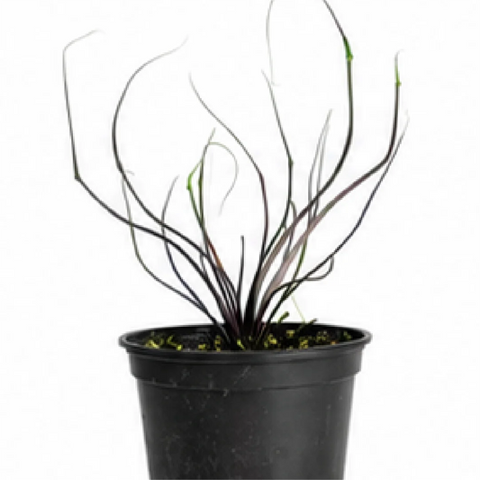 Alocasia Plumbea Flying Squid – Tissue Culture