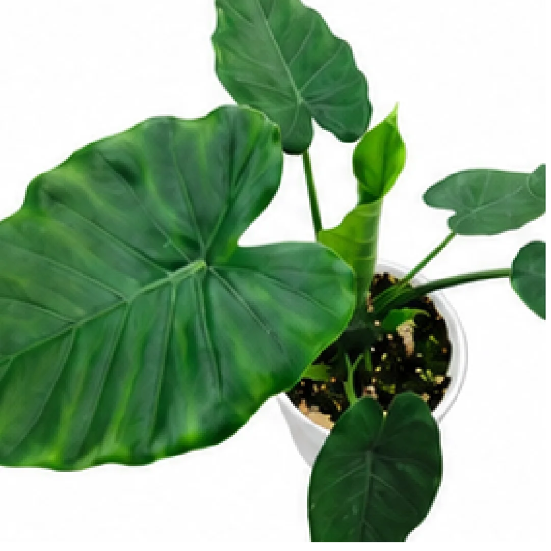 Alocasia Odora Okinawa – Tissue Culture
