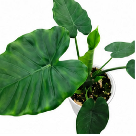Alocasia Odora Okinawa – Tissue Culture