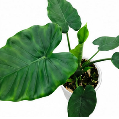 Alocasia Odora Okinawa – Tissue Culture