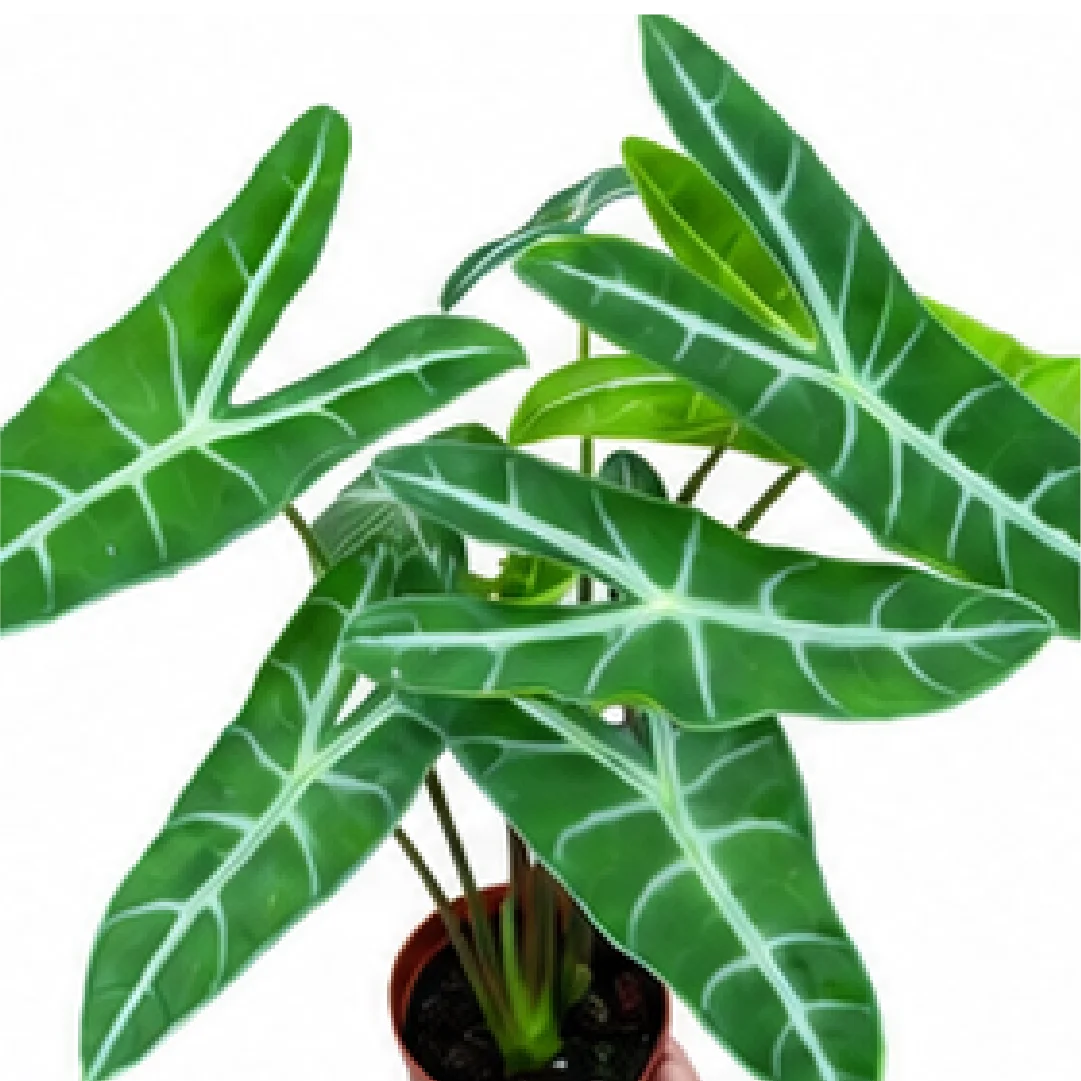 Alocasia Longiloba – Tissue Culture
