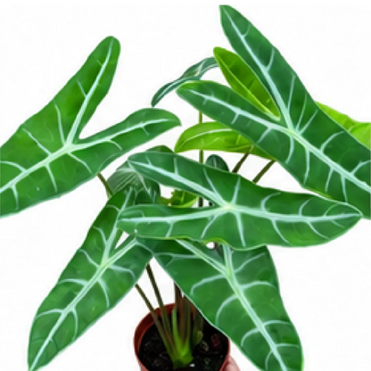 Alocasia Longiloba – Tissue Culture