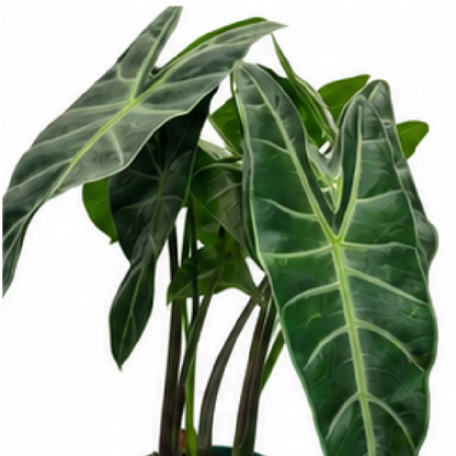 Alocasia Longiloba – Tissue Culture