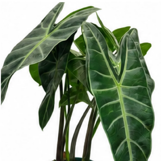 Alocasia Longiloba – Tissue Culture