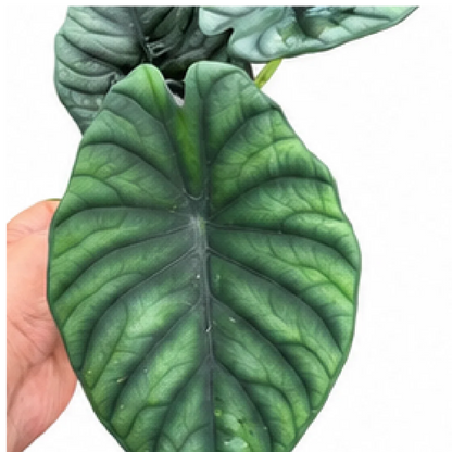 Alocasia Silver Nebula – Tissue Culture
