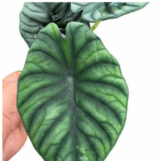 Alocasia Silver Nebula – Tissue Culture