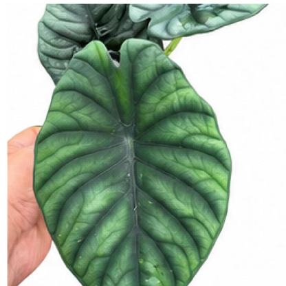Alocasia Silver Nebula – Tissue Culture