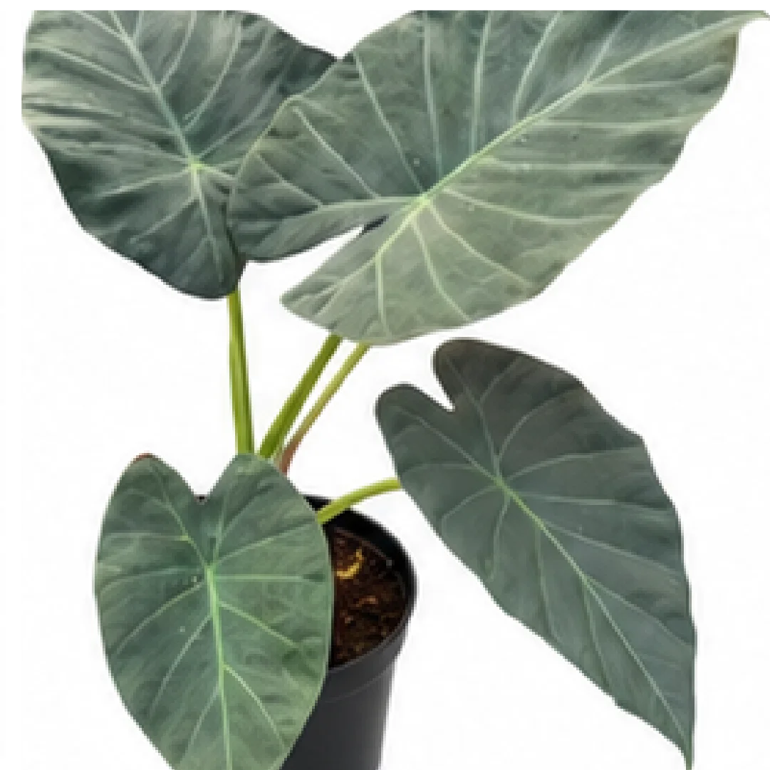 Alocasia Regal Shields – Tissue Culture