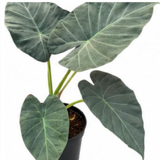 Alocasia Regal Shields – Tissue Culture