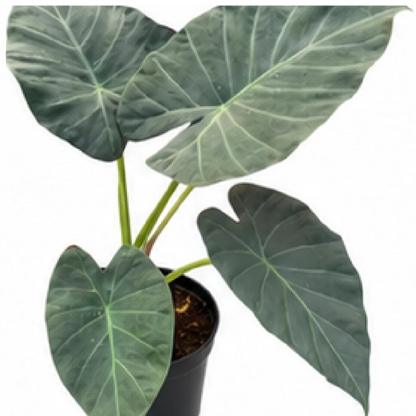 Alocasia Regal Shields – Tissue Culture