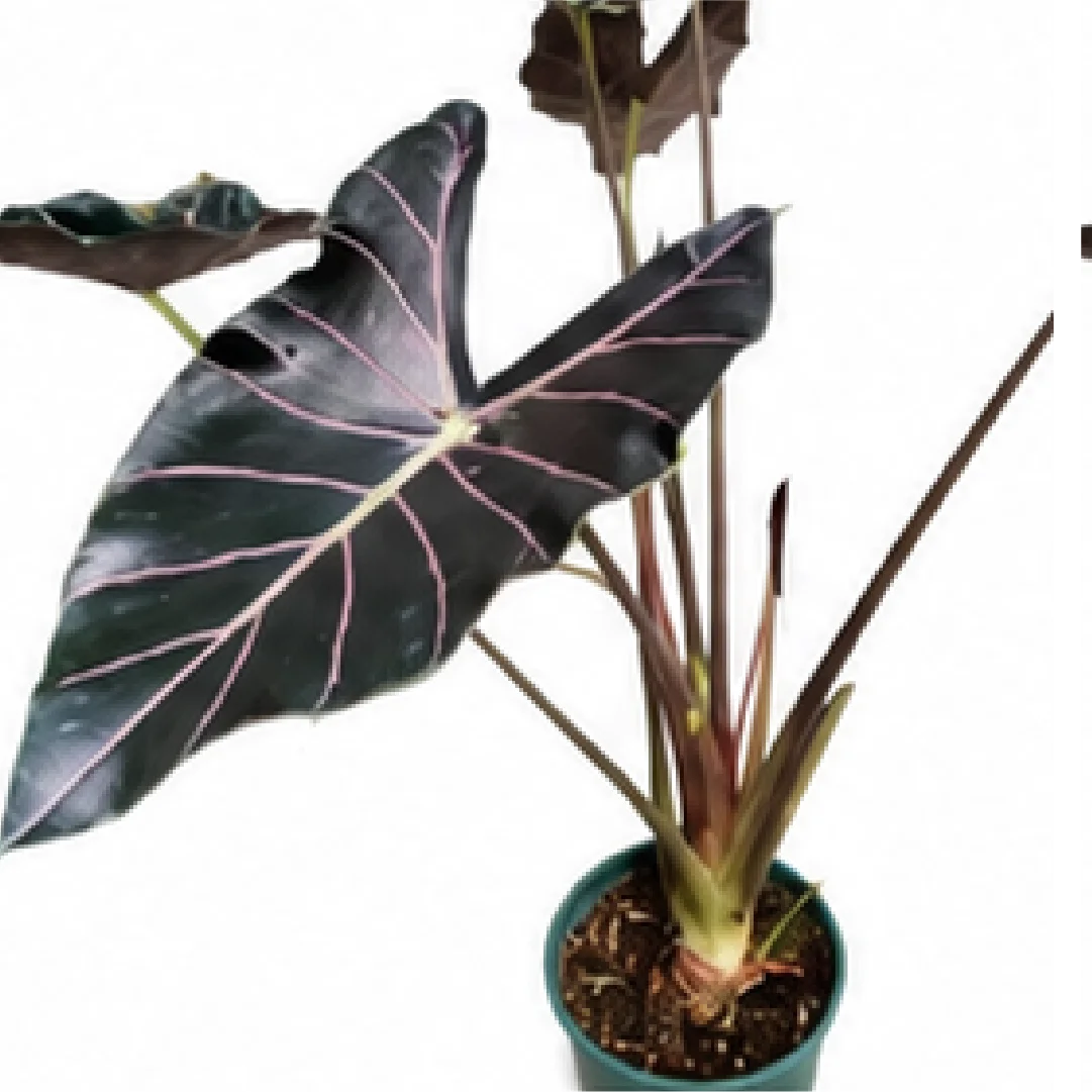 Alocasia Longiloba Watsoniana Red Vein – Tissue Culture