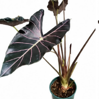 Alocasia Longiloba Watsoniana Red Vein – Tissue Culture