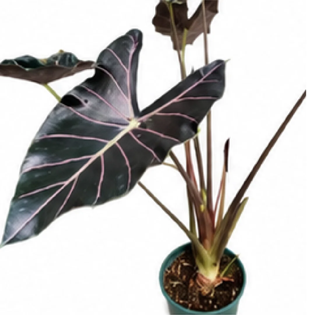 Alocasia Longiloba Watsoniana Red Vein – Tissue Culture