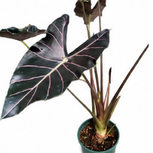 Alocasia Longiloba Watsoniana Red Vein – Tissue Culture
