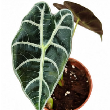 Alocasia Amazon Queen – Tissue Culture