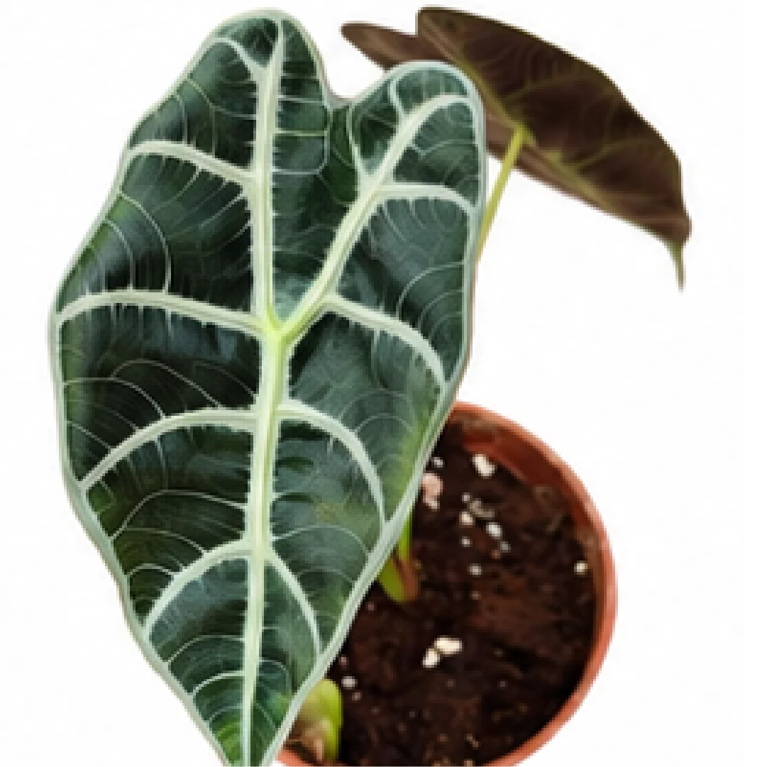 Alocasia Amazon Queen – Tissue Culture