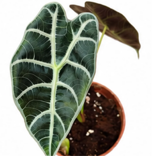 Alocasia Amazon Queen – Tissue Culture