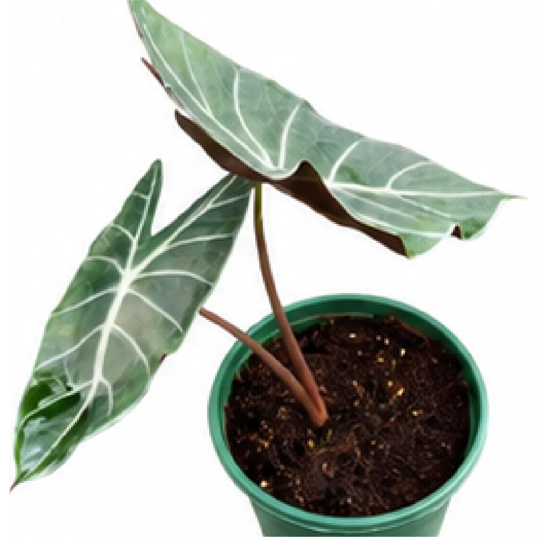 Alocasia Longiloba Grandis – Tissue Culture