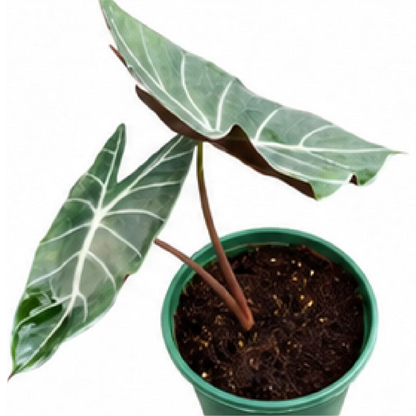 Alocasia Longiloba Grandis – Tissue Culture