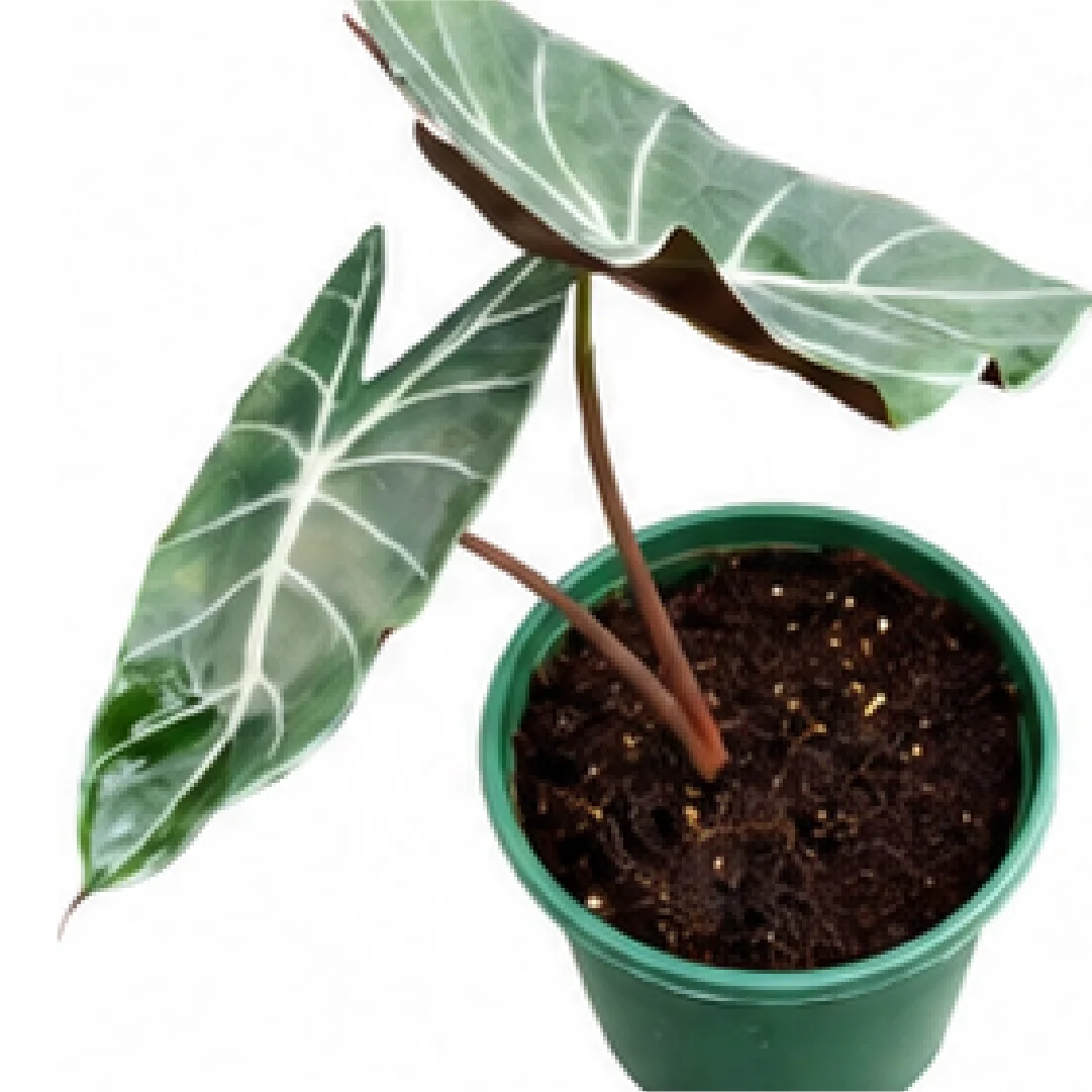 Alocasia Longiloba Grandis – Tissue Culture