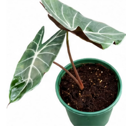 Alocasia Longiloba Grandis – Tissue Culture