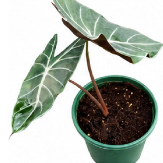 Alocasia Longiloba Grandis – Tissue Culture