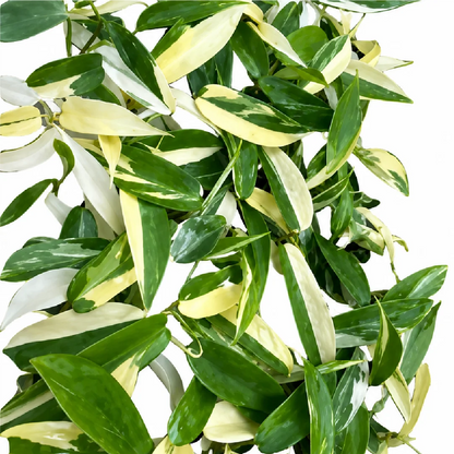 Philodendron Florida Albo Var Tissue Culture