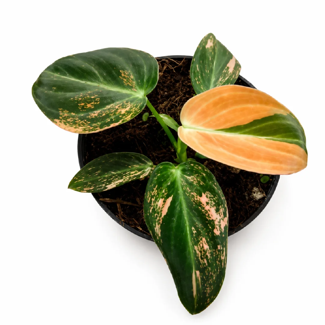 Philodendron Melanochrysum Var A Grade Tissue Culture