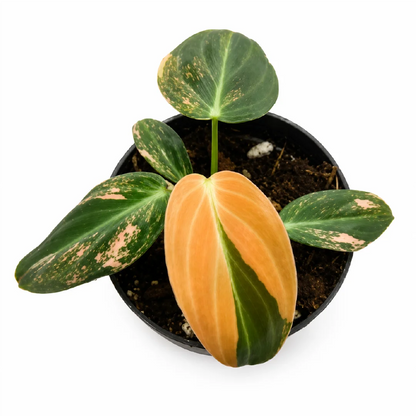 Philodendron Melanochrysum Var A Grade Tissue Culture