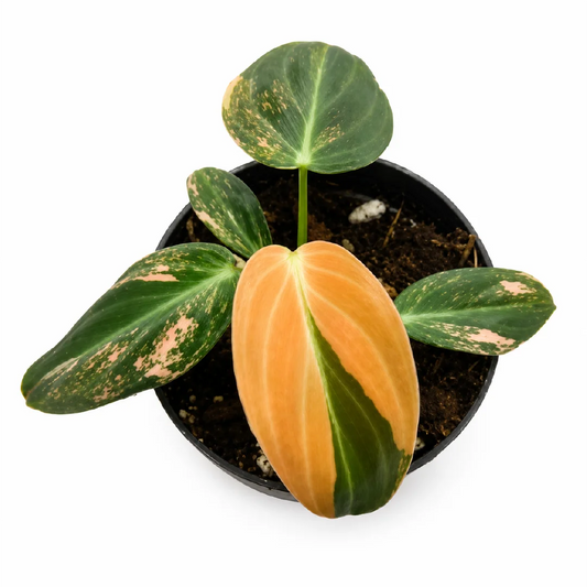 Philodendron Melanochrysum Var A Grade Tissue Culture