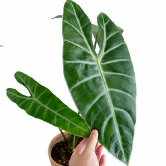 Alocasia Longiloba Silver – Tissue Culture