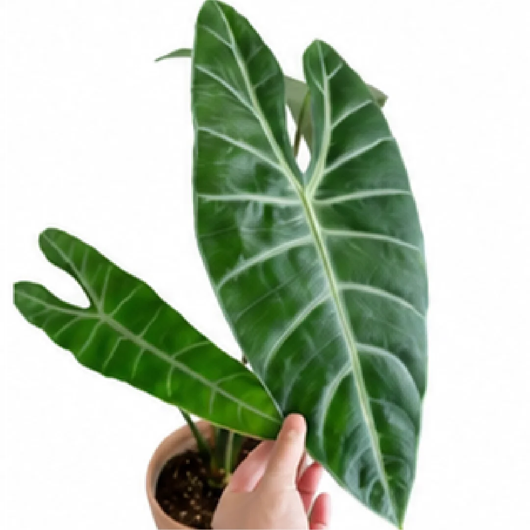 Alocasia Longiloba Silver – Tissue Culture