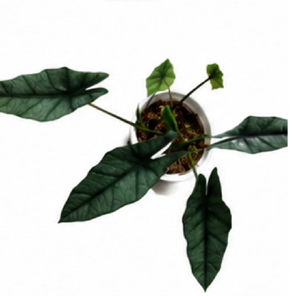 Alocasia Heterophylla – Tissue Culture