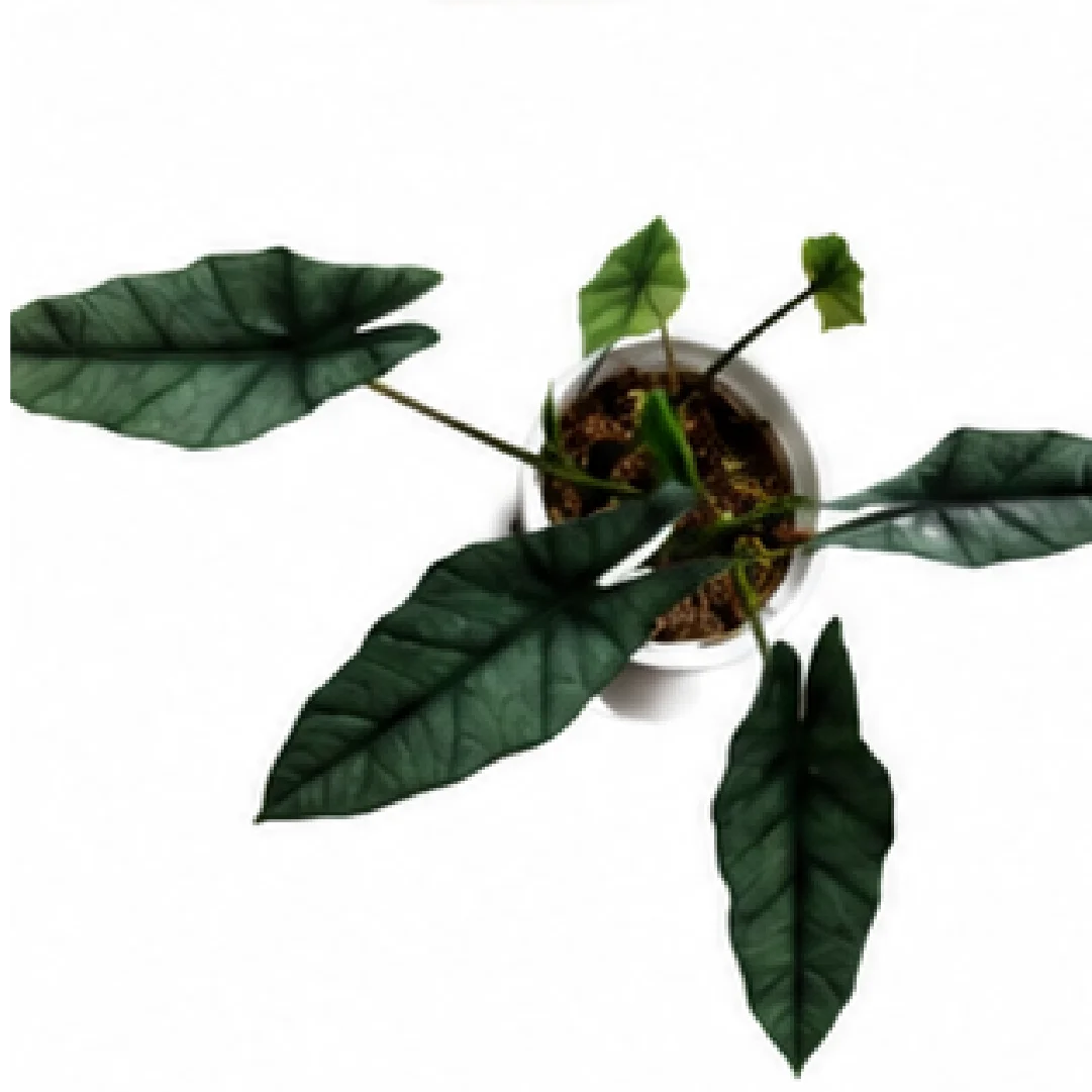 Alocasia Heterophylla – Tissue Culture