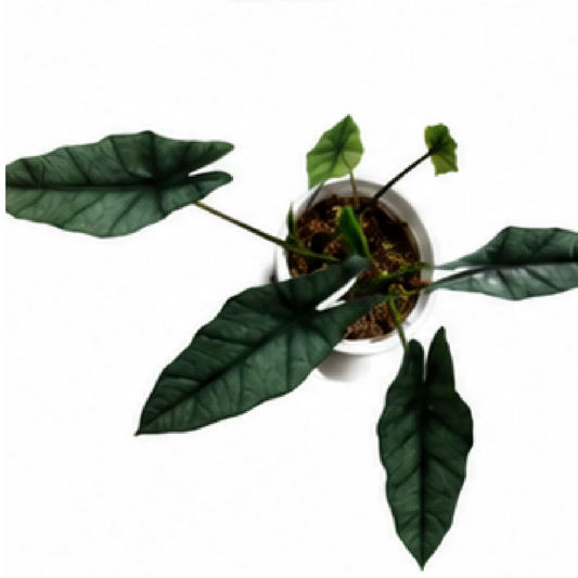 Alocasia Heterophylla – Tissue Culture