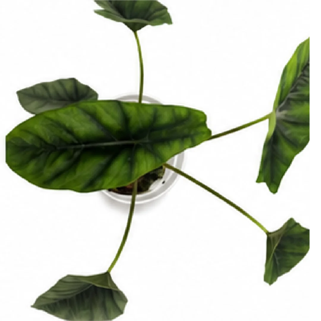 Alocasia Venusta – Tissue Culture