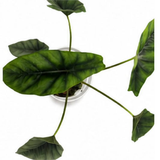 Alocasia Venusta – Tissue Culture