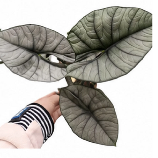 Alocasia Reginae – Tissue Culture