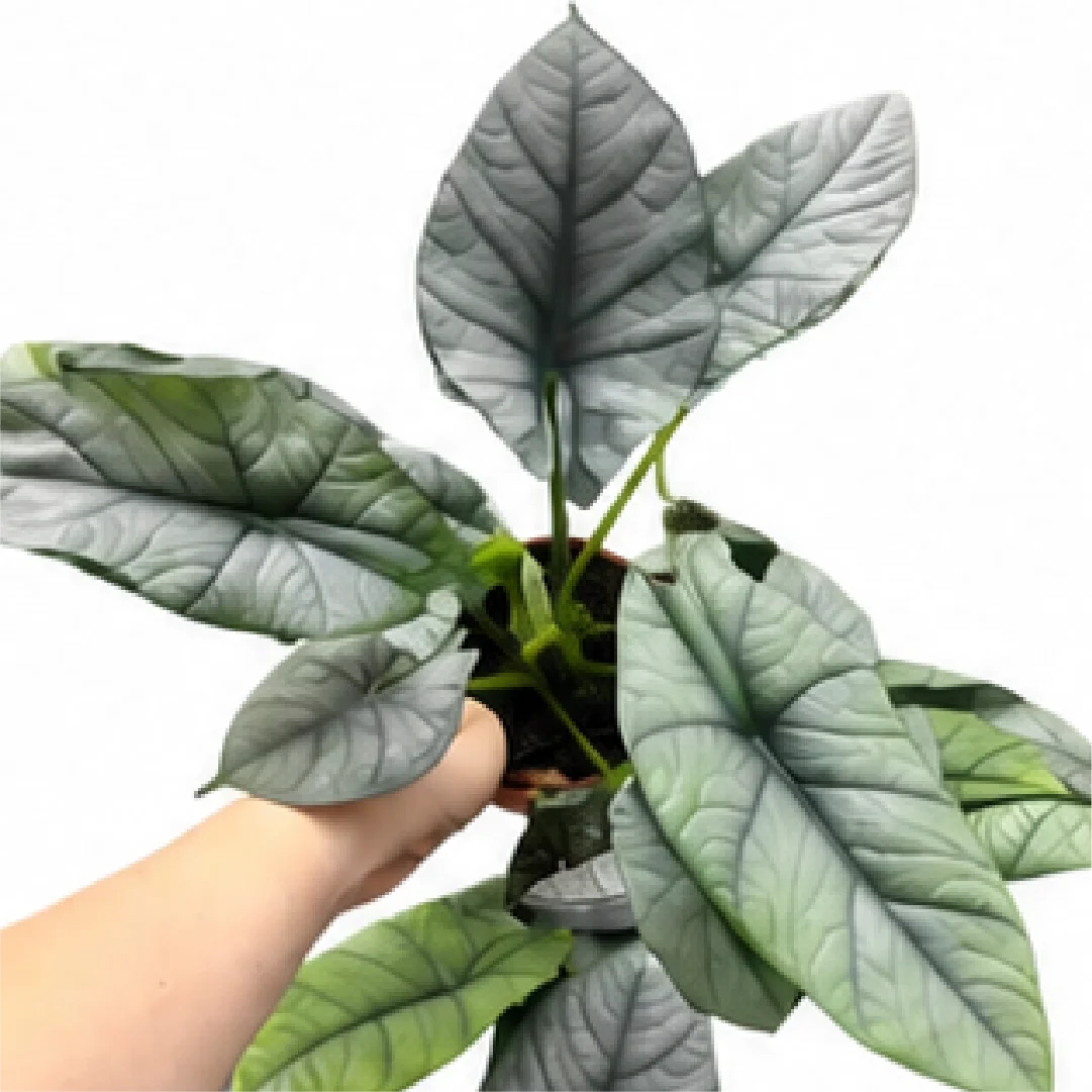 Alocasia Reginae – Tissue Culture