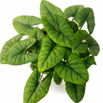 Alocasia Bisma – Tissue Culture
