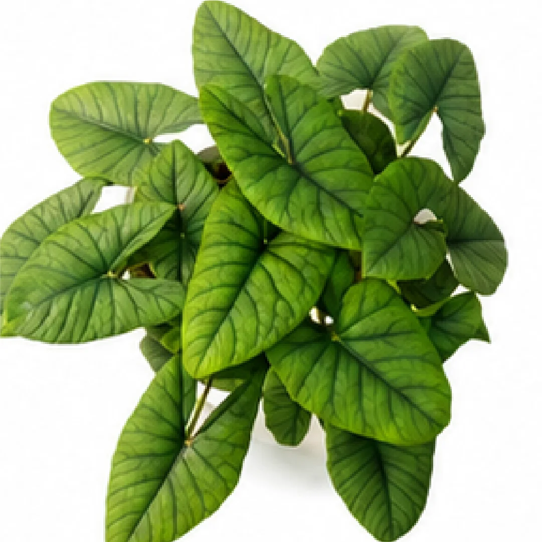 Alocasia Bisma – Tissue Culture