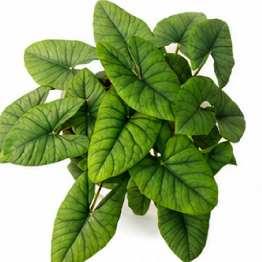 Alocasia Bisma – Tissue Culture