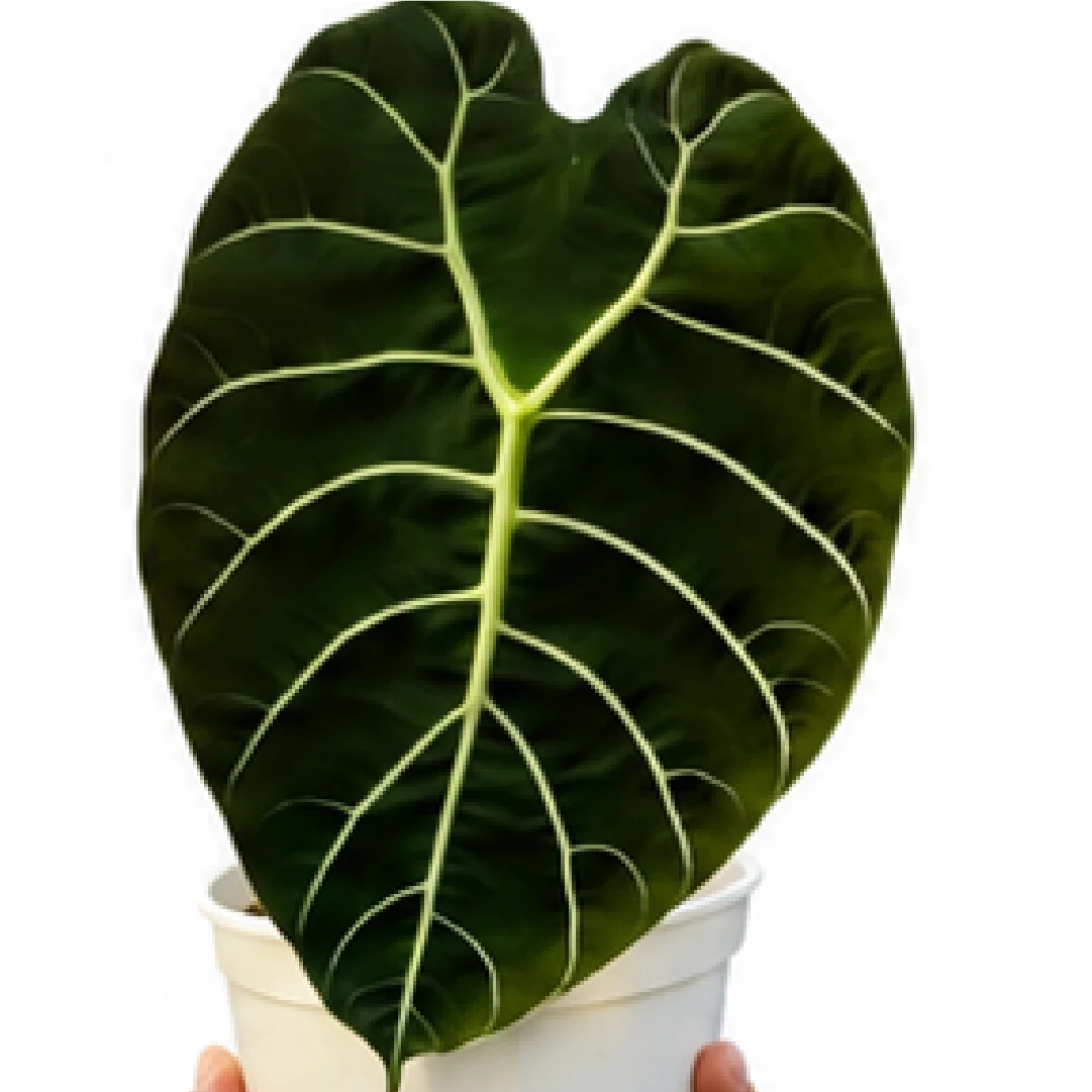 Alocasia Pride Of Curup Watsoniana Goff – Tissue Culture