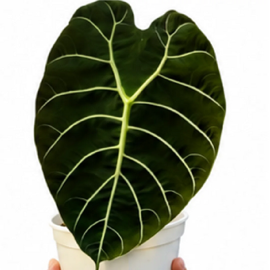 Alocasia Pride Of Curup Watsoniana Goff – Tissue Culture