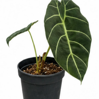 Alocasia Pride Of Curup Watsoniana Goff – Tissue Culture