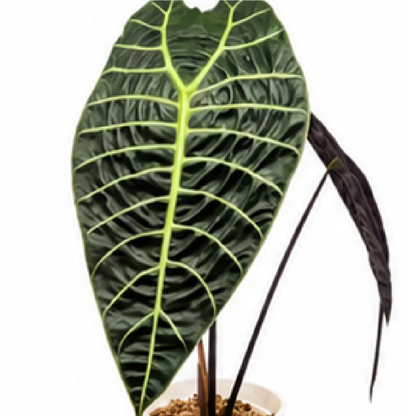 Alocasia Watsoniana – Tissue Culture