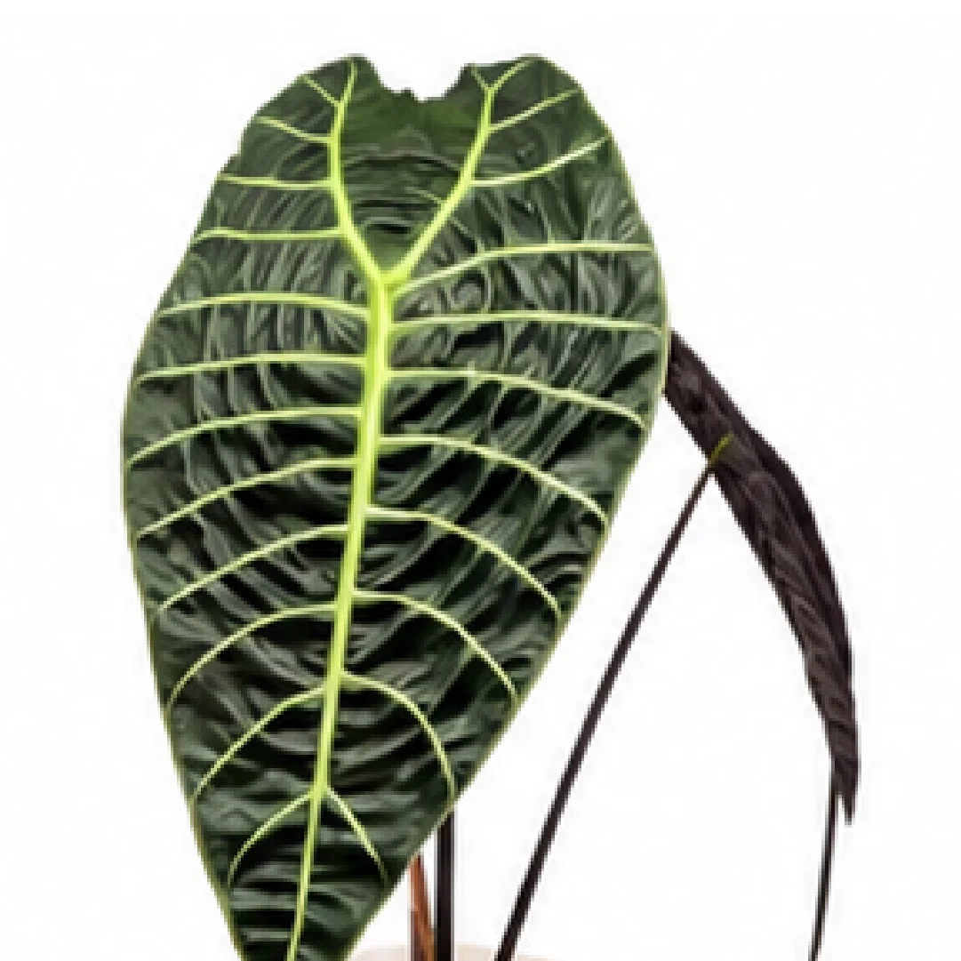 Alocasia Watsoniana – Tissue Culture