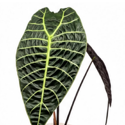 Alocasia Watsoniana – Tissue Culture