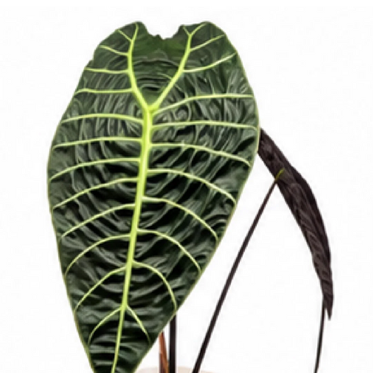 Alocasia Watsoniana – Tissue Culture