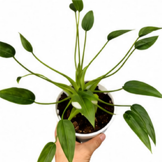 Alocasia Tiny Dancer – Tissue Culture